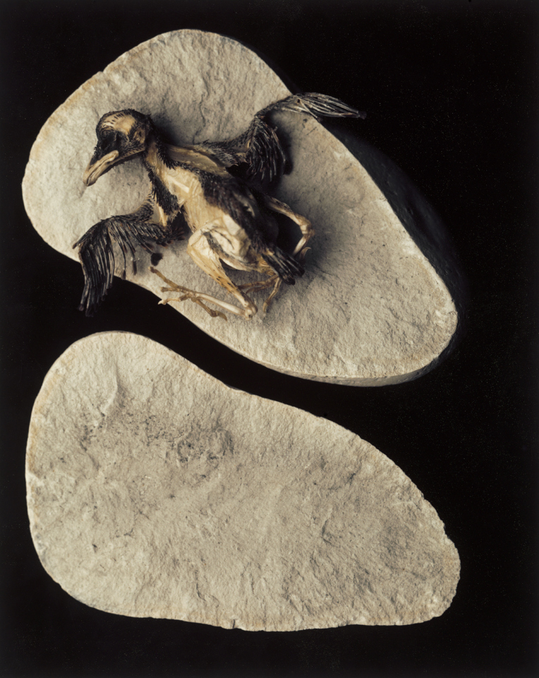 Polaroid 26, 1978Christer Stromholm Estate / Agence VU