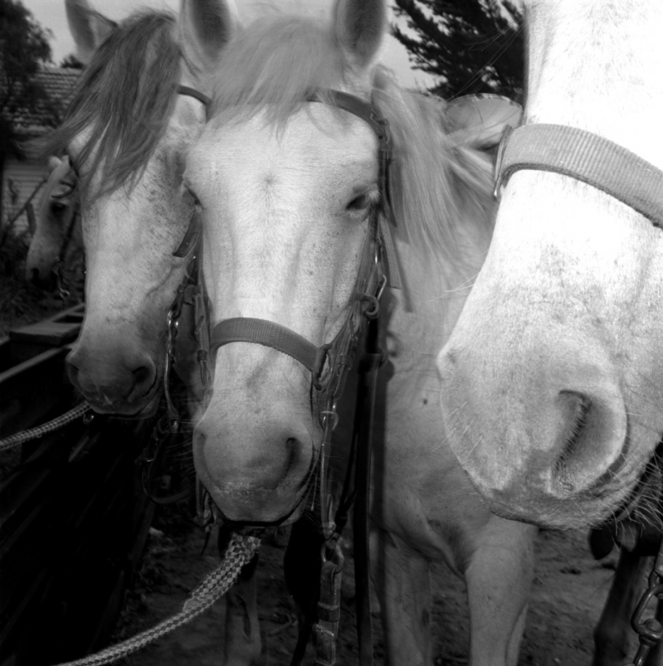 France, Camargue, 1982