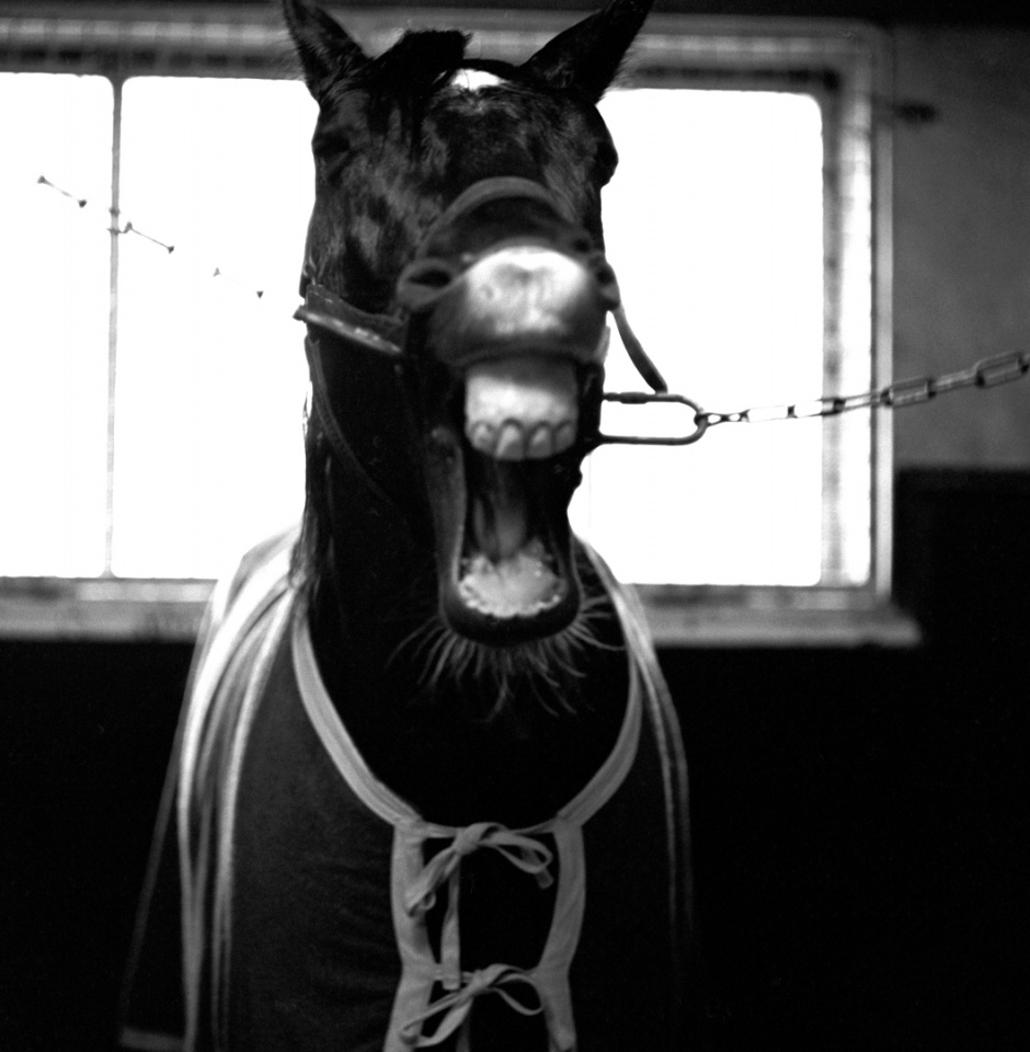 France, Vincennes, January 1986A trotter, Prix d'AmÈriqueFrance, Vincennes, janvier 1986Trotteur, prix d'AmÈrique