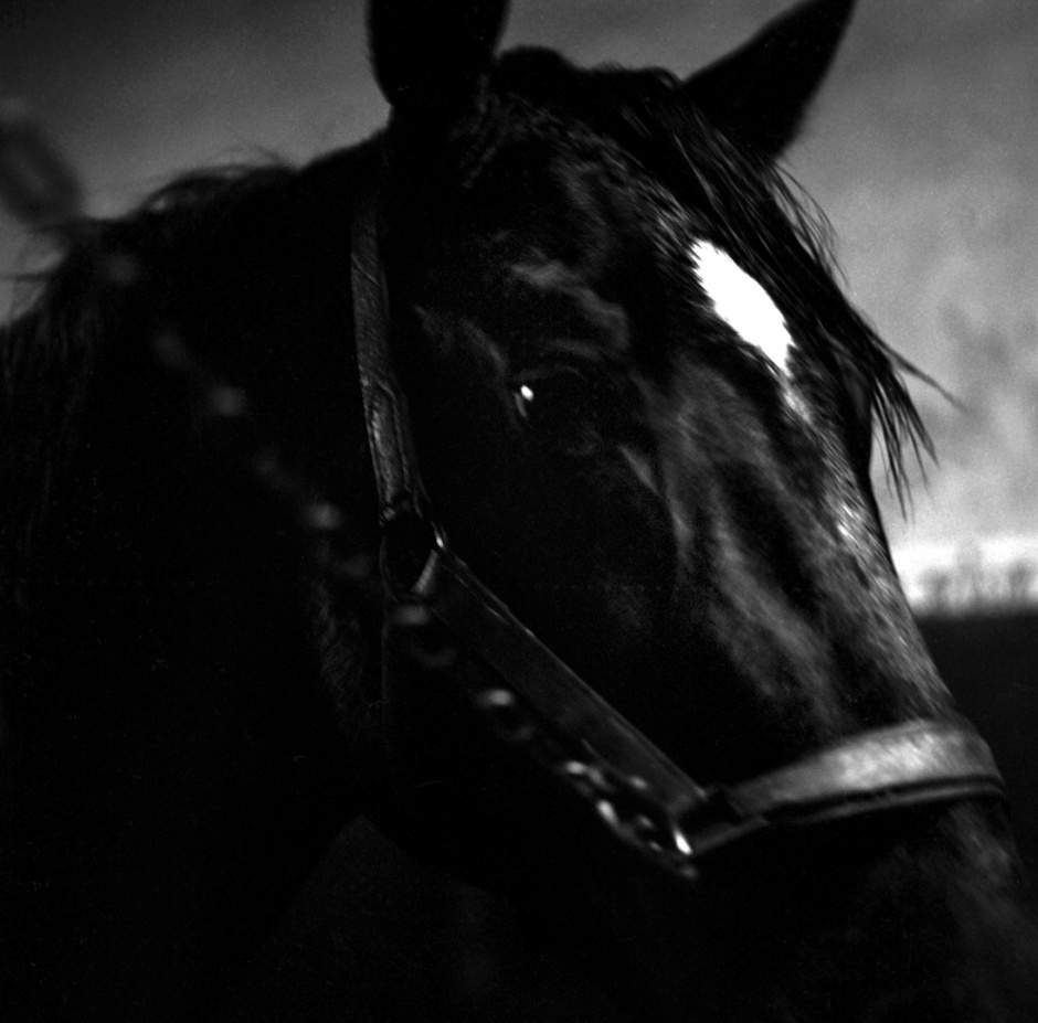 France, Vincennes, January 1986A trotter, Prix d'AmÈriqueFrance, Vincennes, janvier 1986Trotteur, prix d'AmÈrique