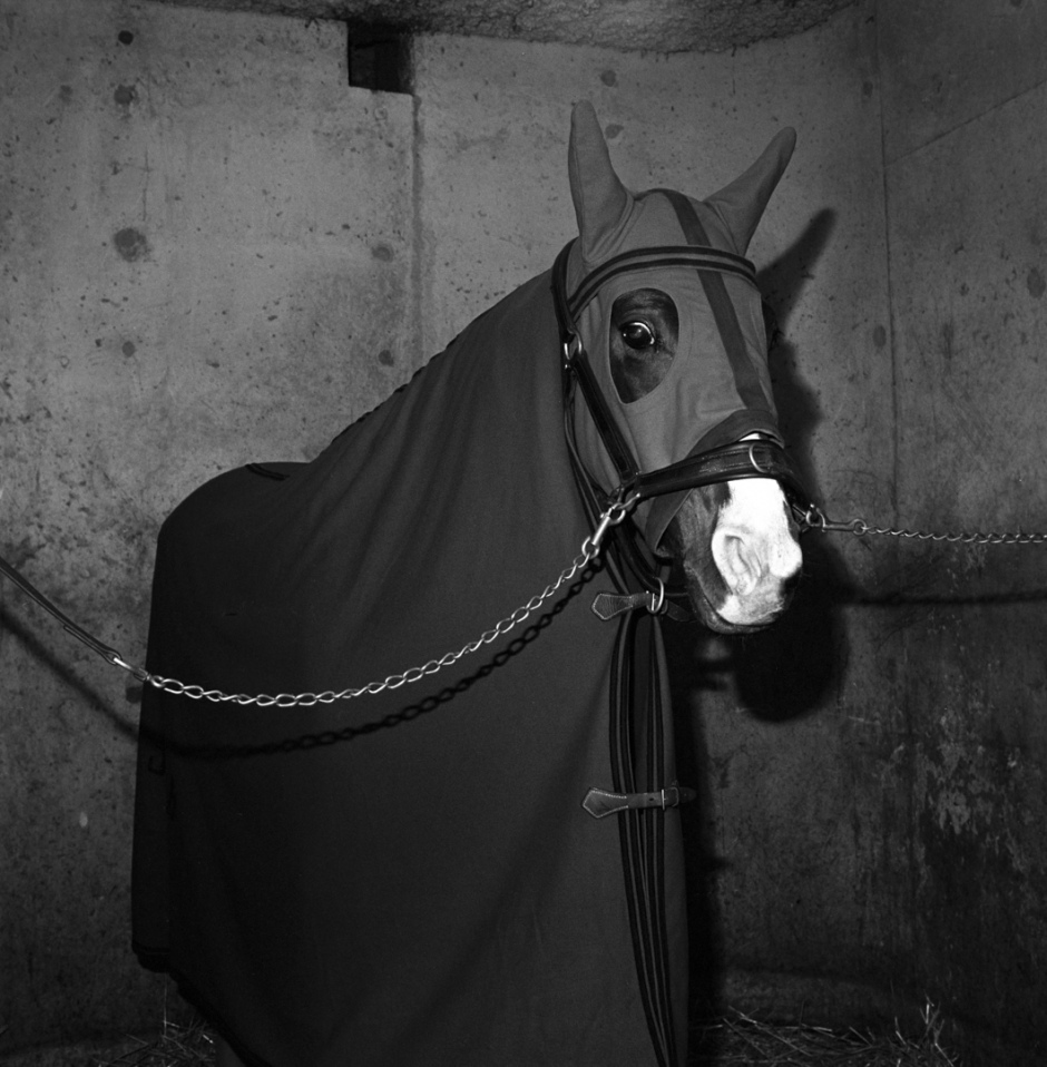 France, Vincennes, 1984TrotterFrance, Vincennes, 1984Trotteur