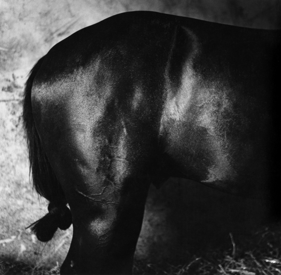 France, Fontainebleau, June 1984Jappeloup, horse of the olympic champion Pierre DurandFrance, Fontainebleau, juin 1984Jappeloup, cheval du champion olympique Pierre Durand