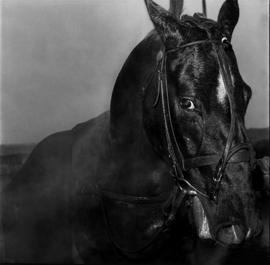 France, Vincennes, 1984TrotterFrance, Vincennes, 1984Trotteur