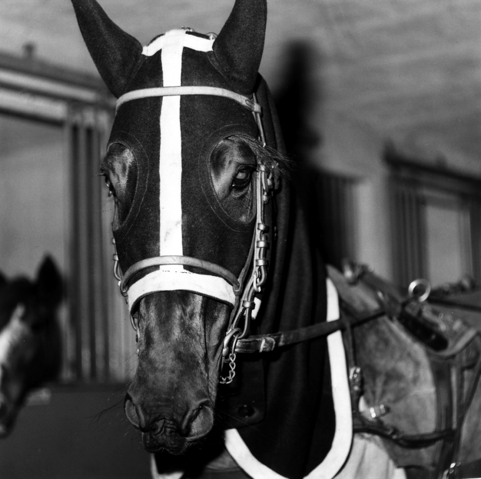 France, Vincennes, 1984Ourasi, trotterFrance, Vincennes, 1984Ourasi, trotteur