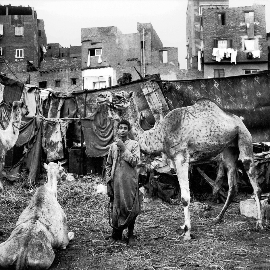 Egypt, Cairo, 1994A camel before the sacrifice, during the Mouled Sayyed Zein el AbedinEgypte, Le Caire, 1994Chameau avant le sacrifice, pendant le mouled Sayyed Zein el Abedin  Denis Dailleux / Agence VU