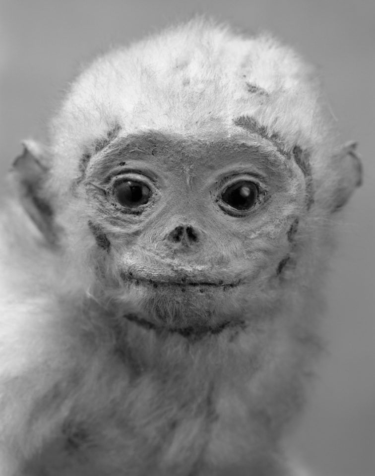 France, Paris 5e, 1994MusÈum national díHistoire naturelleDe la sÈrie "Portraits de famille".Collection des mammifËres et des oiseaux.Les animaux naturalisÈs de la ZoothËque, spÈcimens rÈservÈs aux scientifiques.Rhinopithecus roxellanae / RhinopithÈque  - Moupin - MÈkong -1876National museum of national historyFrom the series "Portraits de famille".The zoological reference collection, which is not open to the public.The collection of birds and mammals© Sophie Chivet / Agence VU