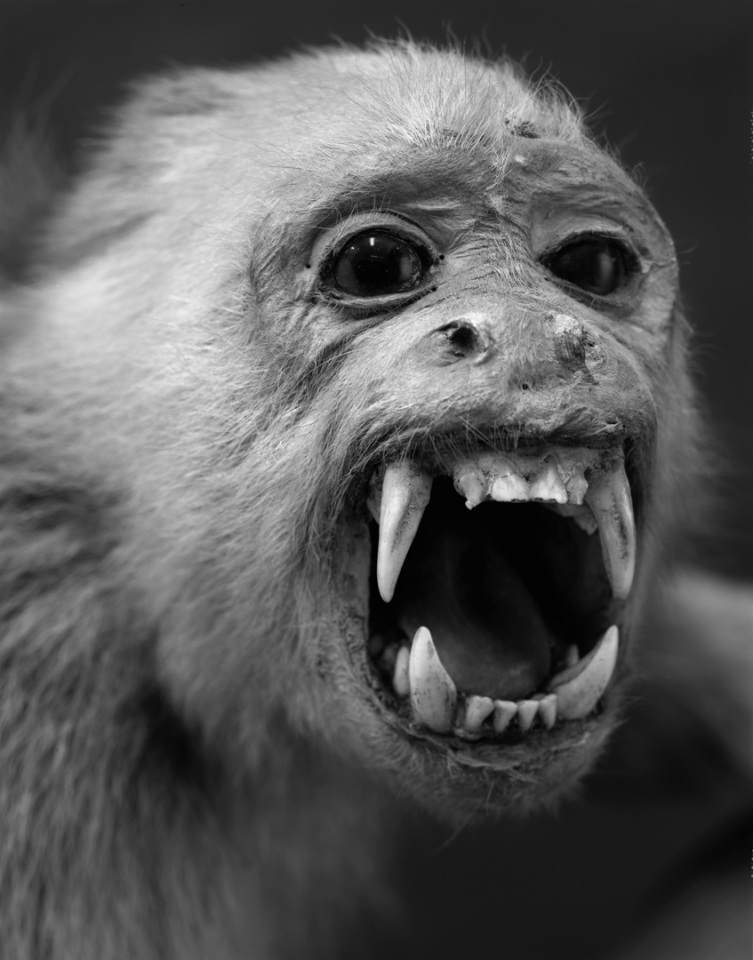 France, Paris 5e, 1994MusÈum national díHistoire naturelleDe la sÈrie "Portraits de famille".Collection des mammifËres et des oiseaux.Les animaux naturalisÈs de la ZoothËque, spÈcimens rÈservÈs aux scientifiques.Cebus albifrons/Sajou versicolore - Nouvelle Grenade - 1859National museum of national historyFron the series "Portraits de famille".The zoological reference collection, which is not open to the public.The collection of birds and mammals© Sophie Chivet / Agence VU