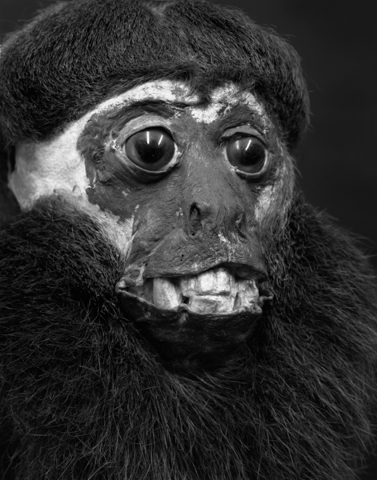 France, Paris 5e, 1994MusÈum national díHistoire naturelleDe la sÈrie "Portraits de famille".Collection des mammifËres et des oiseaux.Les animaux naturalisÈs de la ZoothËque, spÈcimens rÈservÈs aux scientifiques.Pithecia chiropotes - Bords de l'OrÈnoque - 1821National museum of national historyFrom the series "Portraits de famille".The zoological reference collection, which is not open to the public.The collection of birds and mammals© Sophie Chivet / Agence VU