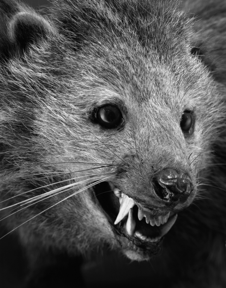 France, Paris 5e, 1994MusÈum national díHistoire naturelleDe la sÈrie "Portraits de famille".Collection des mammifËres et des oiseaux.Les animaux naturalisÈs de la ZoothËque, spÈcimens rÈservÈs aux scientifiques.Arctictis albifrons - Java - 1822National museum of national historyFrom the series "Portraits de famille".The zoological reference collection, which is not open to the public.The collection of birds and mammals© Sophie Chivet / Agence VU