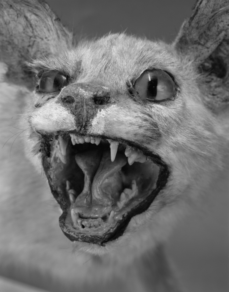 France, Paris 5e, 1994MusÈum national díHistoire naturelleDe la sÈrie "Portraits de famille".Collection des mammifËres et des oiseaux.Les animaux naturalisÈs de la ZoothËque, spÈcimens rÈservÈs aux scientifiques.Felis caracal - Perse - 1904National museum of national historyFrom the series "Portraits de famille".The zoological reference collection, which is not open to the public.The collection of birds and mammals© Sophie Chivet / Agence VU