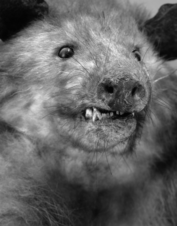 France, Paris 5e, 1994MusÈum national díHistoire naturelleDe la sÈrie "Portraits de famille".Collection des mammifËres et des oiseaux.Les animaux naturalisÈs de la ZoothËque, spÈcimens rÈservÈs aux scientifiques.Didelphys marsupialis - Virginie / Etats Unis - m‚leNational museum of national historyFrom the series "Portraits de famille".The zoological reference collection, which is not open to the public.The collection of birds and mammals© Sophie Chivet / Agence VU