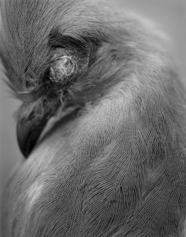 France, Paris 5e, 1994MusÈum national díHistoire naturelleDe la sÈrie "Portraits de famille".Collection des mammifËres et des oiseaux.Les animaux naturalisÈs de la ZoothËque, spÈcimens rÈservÈs aux scientifiques.Coua cristata - Madagascar, montagne - vers 1900 - femelleNational museum of national historyFrom the series "Portraits de famille".The zoological reference collection, which is not open to the public.The collection of birds and mammals© Sophie Chivet / Agence VU