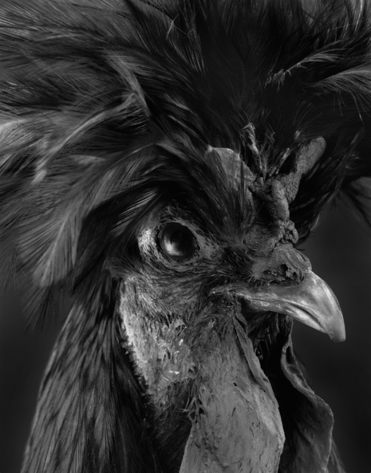 France, Paris 5e, 1994MusÈum national díHistoire naturelleDe la sÈrie "Portraits de famille".Collection des mammifËres et des oiseaux.Les animaux naturalisÈs de la ZoothËque, spÈcimens rÈservÈs aux scientifiques.Gallus domesticus / Coq de CrËvecoeur - Lisieux - 1886 - trËs ‚gÈNational museum of national historyFrom the series "Portraits de famille".The zoological reference collection, which is not open to the public.The collection of birds and mammals© Sophie Chivet / Agence VU