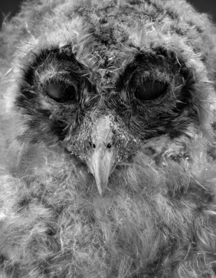 France, Paris 5e, 1994MusÈum national díHistoire naturelleDe la sÈrie "Portraits de famille".Collection des mammifËres et des oiseaux.Les animaux naturalisÈs de la ZoothËque, spÈcimens rÈservÈs aux scientifiques.Synium aluco / Hulotte chat-huant - environs de Lisieux - 1898National museum of national historyFrom the series "Portraits de famille".The zoological reference collection, which is not open to the public.The collection of birds and mammals© Sophie Chivet / Agence VU
