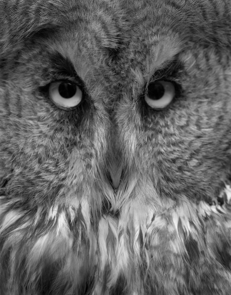 France, Paris 5e, 1994MusÈum national díHistoire naturelleDe la sÈrie "Portraits de famille".Collection des mammifËres et des oiseaux.Les animaux naturalisÈs de la ZoothËque, spÈcimens rÈservÈs aux scientifiques.Strix Laponica / Chouette laponne - Laponie - 1894 - femelle adulteNational museum of national historyFrom the series "Portraits de famille".The zoological reference collection, which is not open to the public.The collection of birds and mammals© Sophie Chivet / Agence VU