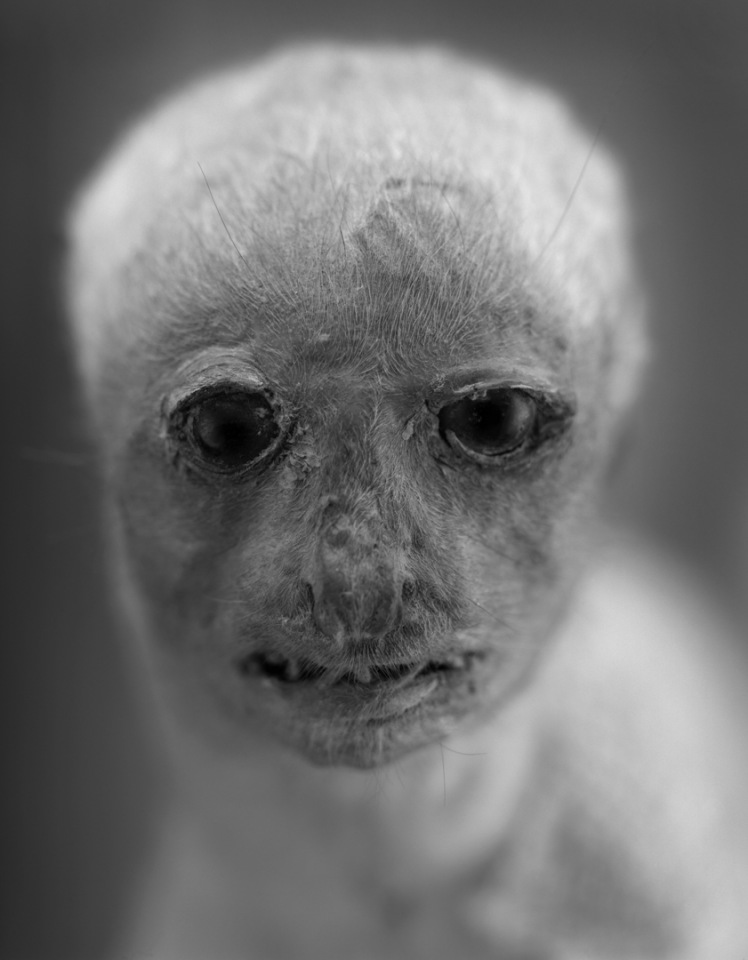 France, Paris 5e, 1994MusÈum national díHistoire naturelleDe la sÈrie "Portraits de famille".Collection des mammifËres et des oiseaux.Les animaux naturalisÈs de la ZoothËque, spÈcimens rÈservÈs aux scientifiques.Colobus guereza/Colobe jeune - Abyssinie - 1892National museum of national historyFrom the series "Portraits de famille".The zoological reference collection, which is not open to the public.The collection of birds and mammals© Sophie Chivet / Agence VU