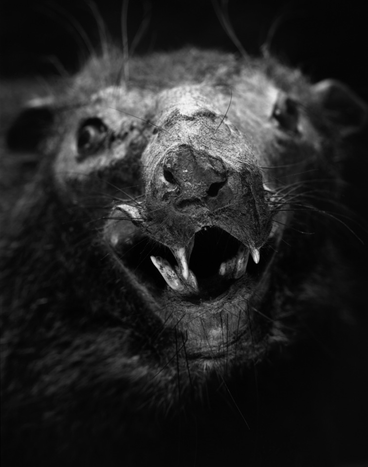 France, Paris 5e, 1994MusÈum national díHistoire naturelleDe la sÈrie "Portraits de famille".Collection des mammifËres et des oiseaux.Les animaux naturalisÈs de la ZoothËque, spÈcimens rÈservÈs aux scientifiques.Dendrohyrax Dorsalis - Cameroun - 1959National museum of national historyFrom the series "Portraits de famille".The zoological reference collection, which is not open to the public.The collection of birds and mammals© Sophie Chivet / Agence VU
