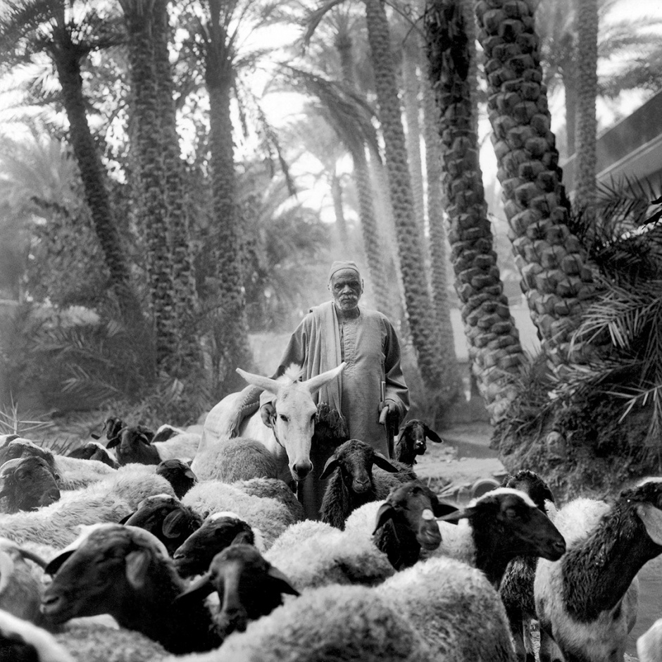 Egypt, Cairo, 1994Shepherd in SaqqaraEgypte, Le Caire, 1994Berger ‡ Saqqara  Denis Dailleux / Agence VU