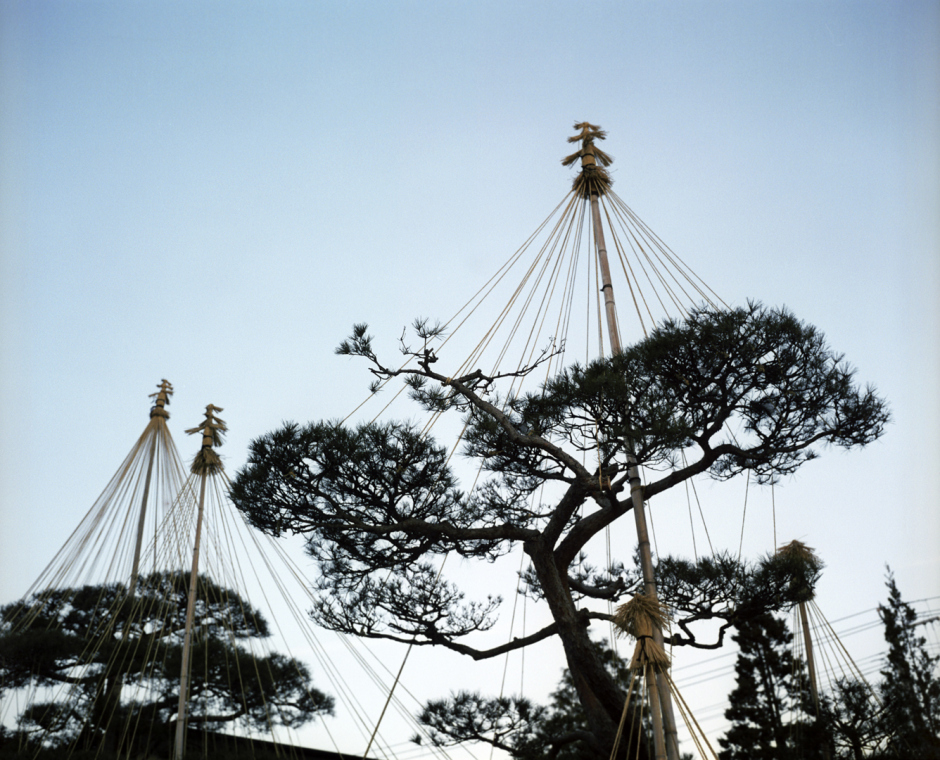 Japan, Hokkaido's landscape, 1999Trees protected from breaking due to the weight of snow.Japon, paysage d'Hokkaido, 1999Arbres protÈgÈs contre le poids de la neige.© Bertrand Desprez / Agence VU