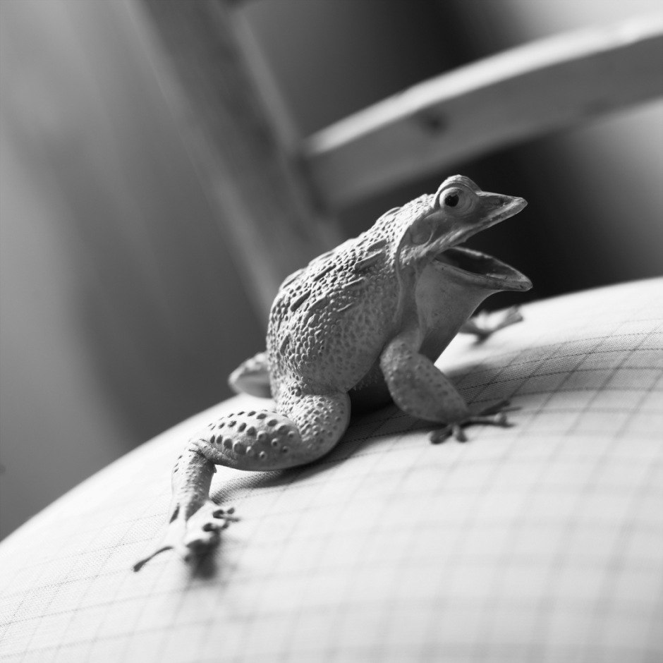 ToadCrapaud  © Quentin Bertoux / Agence VU