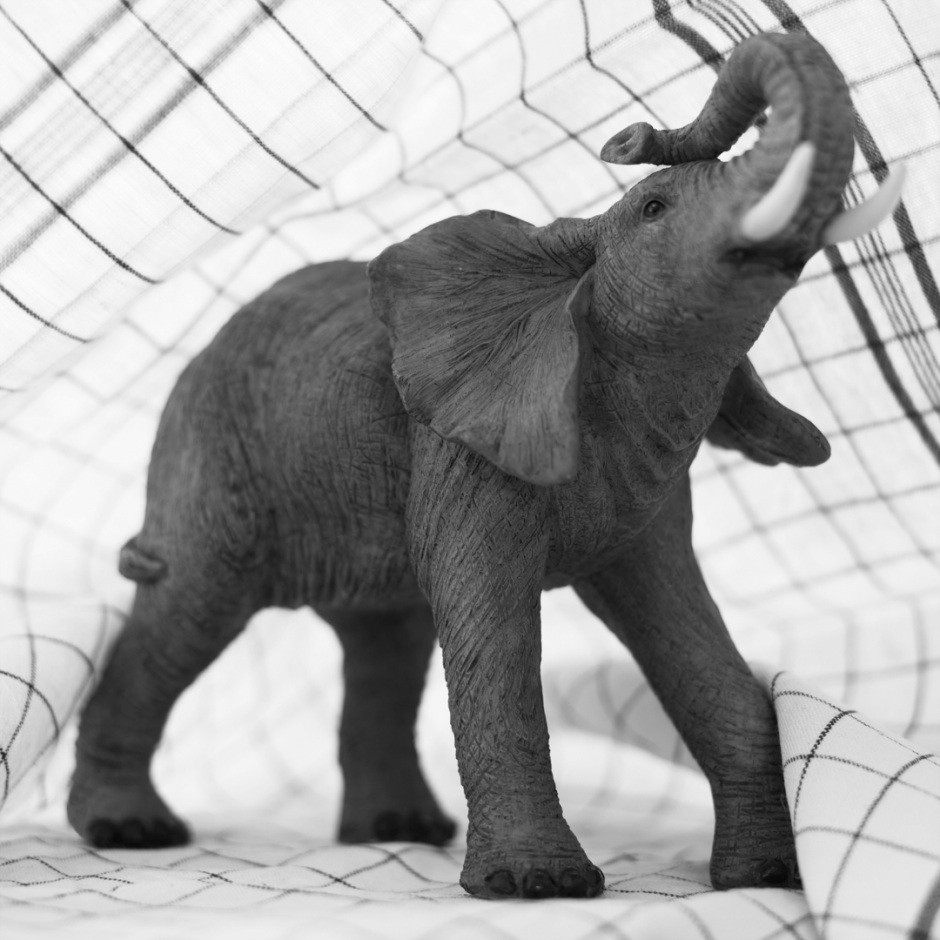 Elephant JumboJumbo l'ÈlÈphant  © Quentin Bertoux / Agence VU