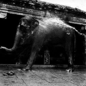 Eléphant dans un temple