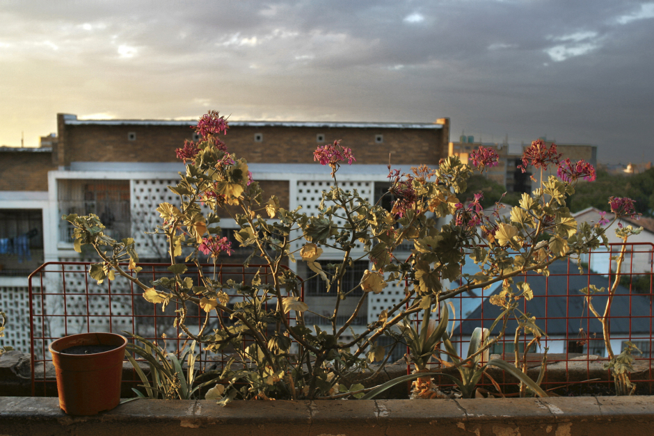 South Africa, Johannesburg, 2004.Portrait of the city centre and its new inhabitants. Yeoville geraniums.Afrique du Sud, Johannesbourg, 2004Portrait du centre ville  et de ses habitants. GÈraniums de Yeoville.© Guy Tillim /Agence VU