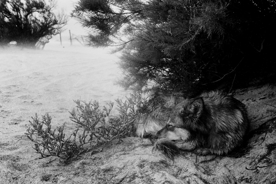 Argentina, Villa Gesell, 2005Villa Gesell is a kind of epilogue. Images were created in 2005, a time in which I was living in a cabin in the beach.Argentine, Villa Gesell, 2005 Villa Gesell est une sorte d'Èpilogue. Les images ont ÈtÈ faites en 2005, ‡ une pÈriode o˘ j'habitais dans une cabine de plage.© Adriana Lestido / Agence VU