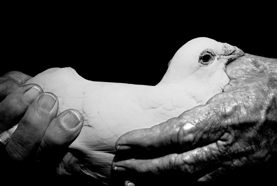 Australia, Sydney, 2005Pigeon fancier with one of his racing pigeons in the loft at his Lillyfield home.Australie, Sydney, 2005Eleveur de pigeons avec un de ses pigeons de course dans le grenier de sa maison ‡ Lillyfield.Steven Siewert / Agence VU