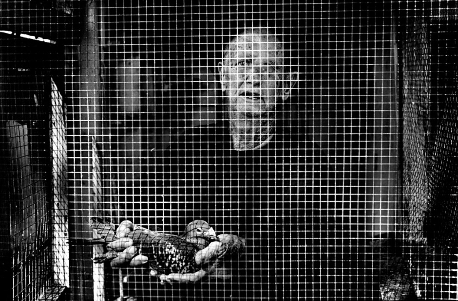 Australia, Sydney, 2005Pigeon fancier with one of his racing pigeons in the loft at his Lillyfield home.Australie, Sydney, 2005Eleveur de pigeons avec un de ses pigeons de course dans le grenier de sa maison ‡ Lillyfield.Steven Siewert / Agence VU