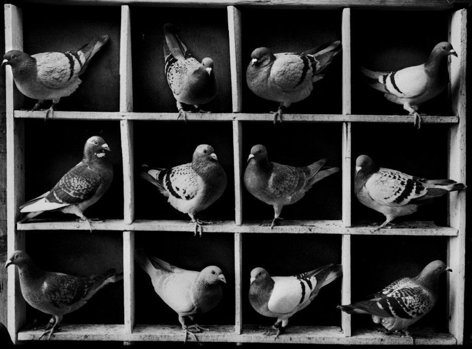 Australia, Red Head, 2006Racing pigeon loft at Red Head.Australie, Red Head, 2006Cabane de Pigeons de course.Steven Siewert / Agence VU