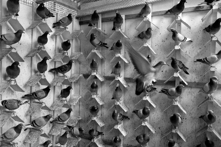 Australia, Red Head, 2006Racing pigeon loft at Red Head.Australie, Red Head, 2006Cabane de Pigeons de course.Steven Siewert / Agence VU