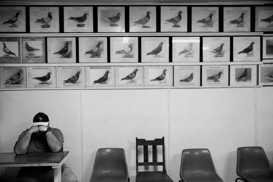 Australia, Sydney, 2005Regents Park Racing Pigeon Society's headquarters.Pigeon Fancier under the photographs of past winner and champion pigeons.Australie, Sydney, 2005Quartier gÈnÈral de la sociÈtÈ de course de pigeon de Regents Park.Un ÈlÈveur de pigeons se trouve sous les photographies des anciens champions.Steven Siewert / Agence VU