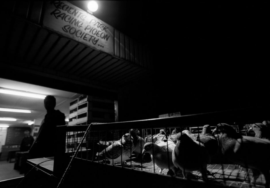 Australia, Sydney, 2005Maroubra Homing Pigeon Society's Basketing racing pigeons and loading them onto a truck for transportation overnight for racing.Australie, Sydney, 2005Des membres de la sociÈtÈ de Pigeon de Maroubra mettent les pigeons de course dans des paniers qu'ils chargent dans un camion qui les emmËnera jusqu'au dÈpart de la course.Steven Siewert / Agence VU