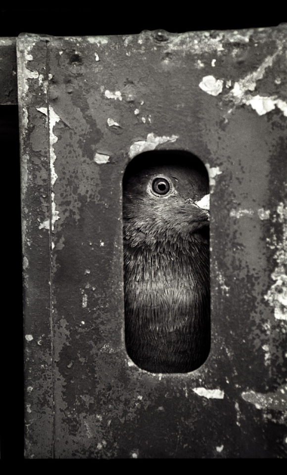 Australia, Sydney, 2005Racing pigeon in the basket on the truck waiting for the start of the race.Australie, Sydney, 2005Les pigeons de course sont mis dans des boites sur le camion en attendant le dÈpart de la course.Steven Siewert / Agence VU