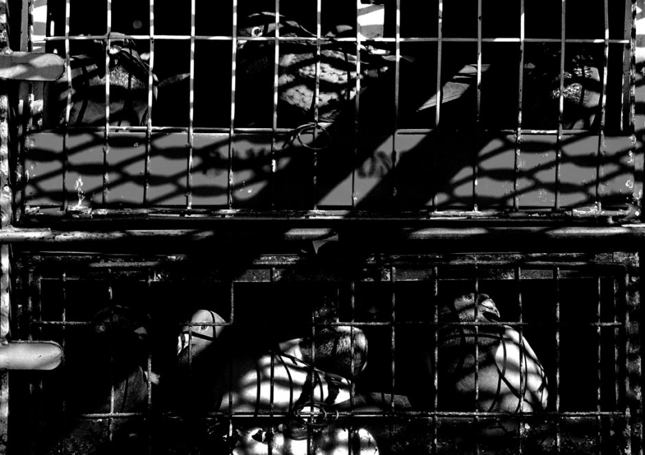 Australia, Sydney, 2005Racing pigeon in the basket on the truck waiting for the start of the race.Australie, Sydney, 2005Les pigeons de course sont mis dans des boites sur le camion en attendant le dÈpart de la course.Steven Siewert / Agence VU