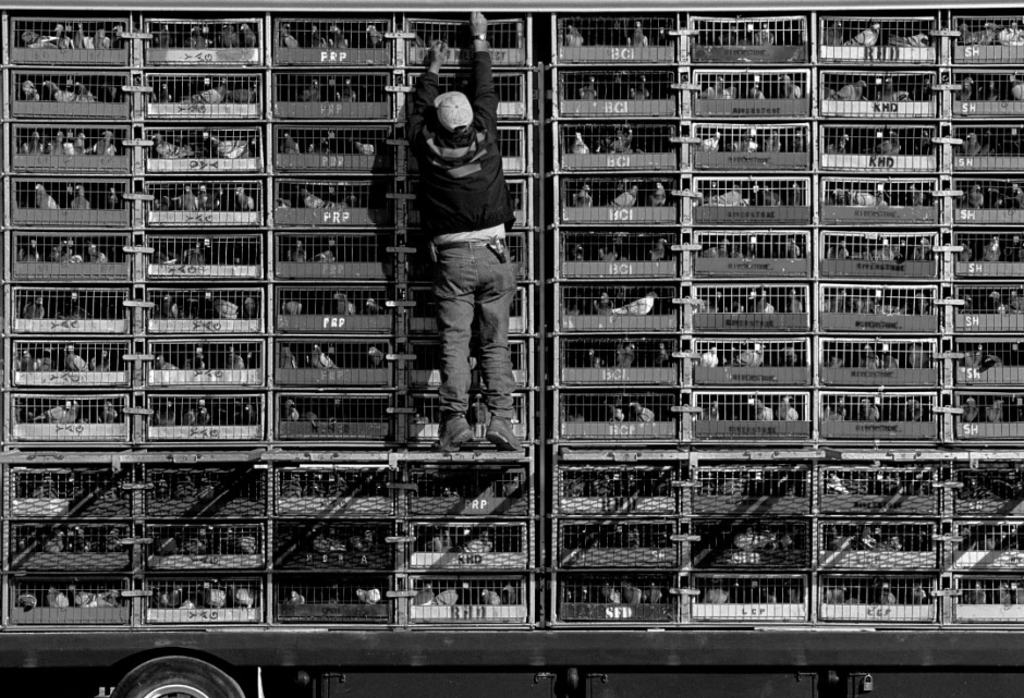 Australia, Maruya, 2005Racing pigeons in the baskets on the truck waiting for the start of the race. Liberator unlocking the cages preparing for the start .Australie, Maruya, 2005Les pigeons de course sont mis dans des boites sur le camion en attendant le dÈpart de la course. Le libÈrateur se prÈpare pour le dÈpart.Steven Siewert / Agence VU