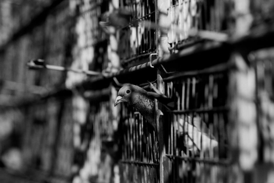Australia, Sydney, 2005Racing pigeon in the basket on the truck waiting for the start of the race.Australie, Sydney, 2005Les pigeons de course sont mis dans des boites sur le camion en attendant le dÈpart de la course.Steven Siewert / Agence VU