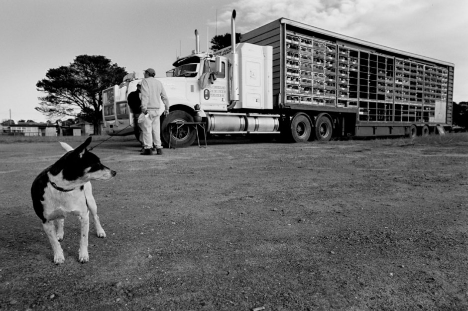 Australia, Greenwell Point, 2005Racing pigeon in the basket on the truck waiting for the start of the race.Australie, Greenwell Point, 2005Les pigeons de course sont mis dans des boites sur le camion en attendant le dÈpart de la course.Steven Siewert / Agence VU