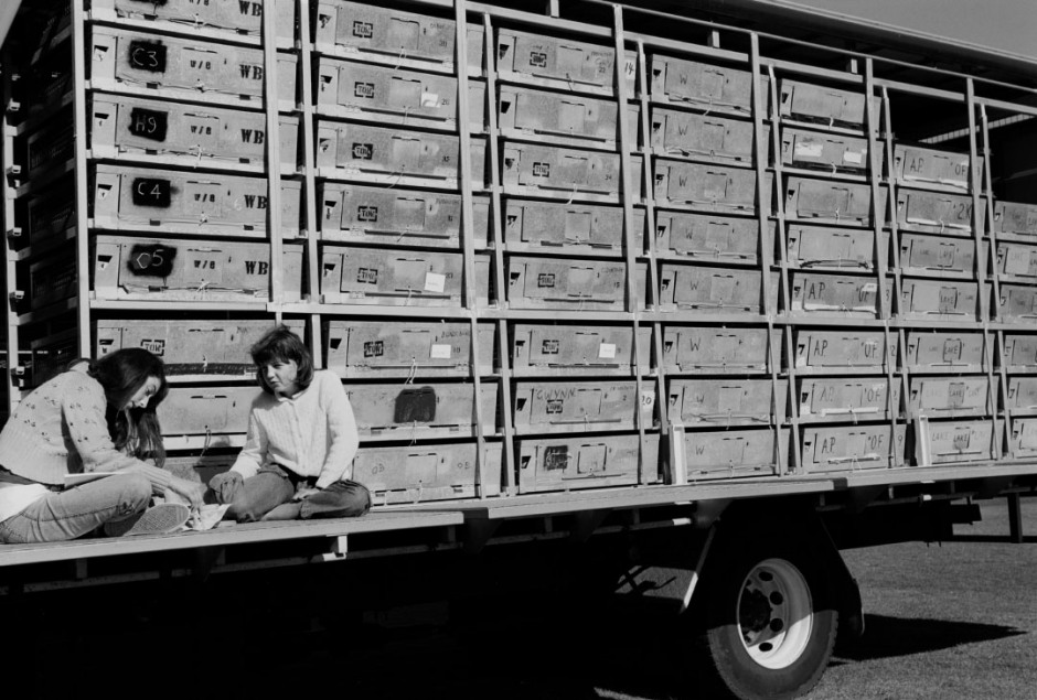Australia, Milton, 2005Racing pigeon in the basket on the truck waiting for the start of the race.Australie, Milton, 2005Les pigeons de course sont mis dans des boites sur le camion en attendant le dÈpart de la course.Steven Siewert / Agence VU