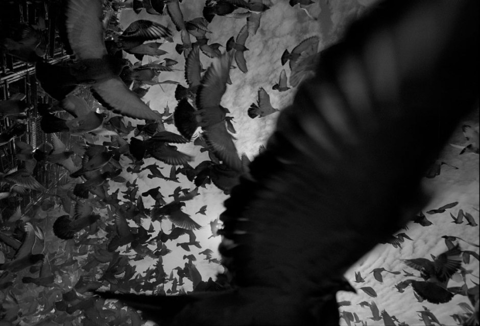 Australia, Maruya, 2005Racing pigeons liberated from baskets on the truck  at the start of the race.Australie, Maruya, 2005Les pigeons de course sont libÈrÈs des boites qui sont sur le camion au dÈpart de la course.Steven Siewert / Agence VU