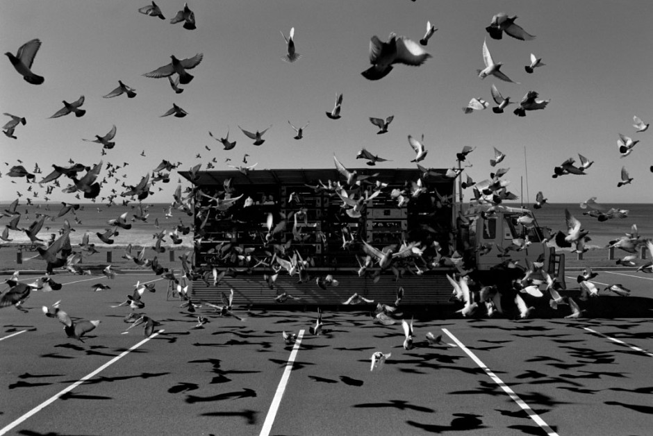 Australia, Mollymook, 2005Racing pigeons liberation for the start of the race.Australie, Mollymook, 2005Les pigeons de course sont libÈrÈs au dÈpart de la course.Steven Siewert / Agence VU