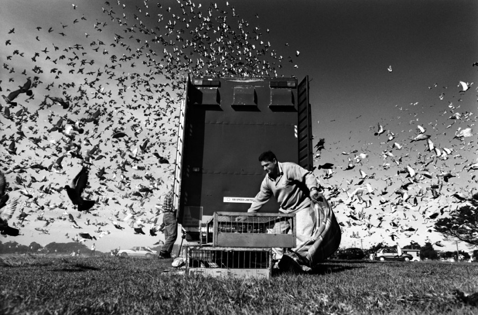 Australia, Greenwell Point, 200511,500 racing pigeons liberated for the start of the race from Greenwell Point.Australie, Greenwell Point, 200511500 pigeons de course sont libÈrÈs pour le dÈpart de la course.Steven Siewert / Agence VU