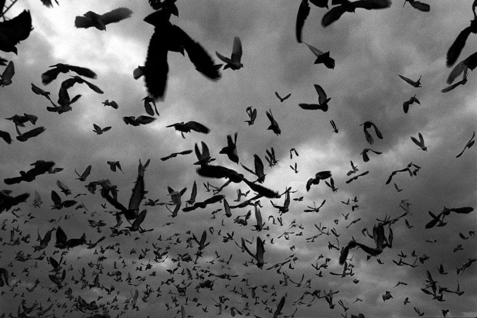 Australia, Greenwell Point, 200511,500 racing pigeons liberated for the start of the race from Greenwell Point.Australie, Greenwell Point, 200511500 pigeons de course sont libÈrÈs pour le dÈpart de la course.Steven Siewert / Agence VU