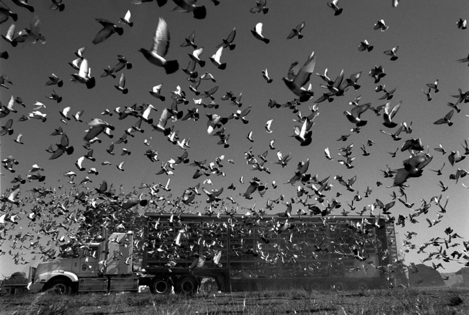 Australia, Greenwell Point, 200511,500 racing pigeons liberated for the start of the race from Greenwell Point.Australie, Greenwell Point, 200511500 pigeons de course sont libÈrÈs pour le dÈpart de la course.Steven Siewert / Agence VU
