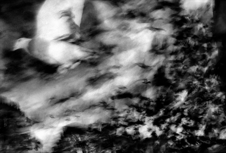 Australia, Greenwell Point, 200511,500 racing pigeons liberated for the start of the race from Greenwell Point.Australie, Greenwell Point, 200511500 pigeons de course sont libÈrÈs pour le dÈpart de la course.Steven Siewert / Agence VU