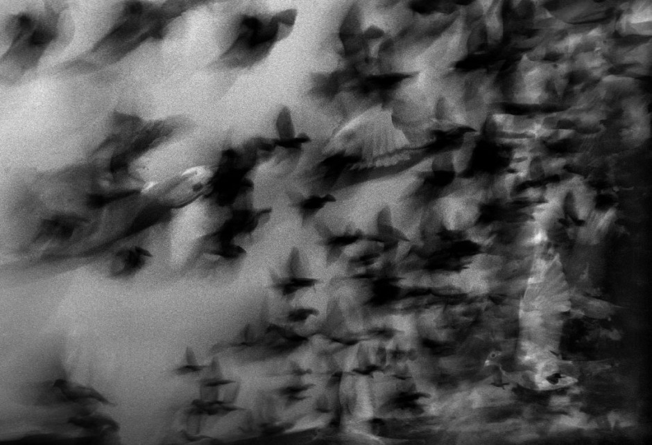 Australia, Greenwell Point, 2005Racing pigeons liberated for the start of the race from Greenwell Point.Australie, Greenwell point, 2005Les pigeons de course sont libÈrÈs pour le dÈpart de la course.Steven Siewert / Agence VU