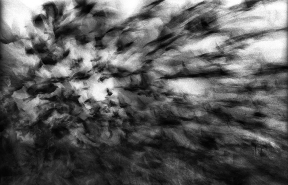 Australia, RedHead, 2005Racing pigeons liberated for the start of the race from Greenwell Point.Australie, RedHead, 2005Les pigeons de course sont libÈrÈs pour le dÈpart de la course.Steven Siewert / Agence VU