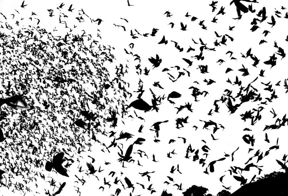 Australia, RedHead, 2005Racing pigeons liberated for the start of the race from Greenwell Point.Australie, RedHead, 2005Les pigeons de course sont libÈrÈs pour le dÈpart de la course.Steven Siewert / Agence VU