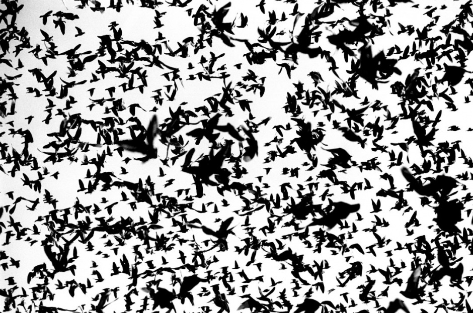 Australia, RedHead, 2005Racing pigeons liberated for the start of the race from Greenwell Point.Australie, RedHead, 2005Les pigeons de course sont libÈrÈs pour le dÈpart de la course.Steven Siewert / Agence VU